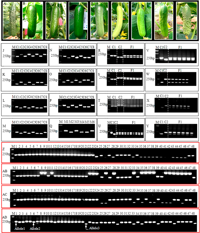 Agarose-resolvable InDel markers based on re-sequencing in cucumber | Reports