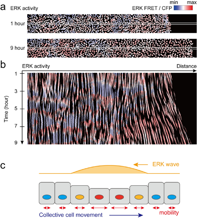 Hierarchical Modeling Of Mechano Chemical Dynamics Of Epithelial Sheets Across Cells And Tissue Scientific Reports