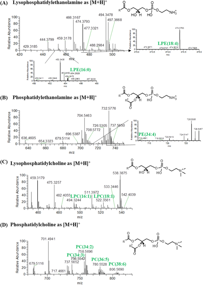 Polar lipidomic profile shows Chlorococcum amblystomatis as a promising  source of value-added lipids | Scientific Reports