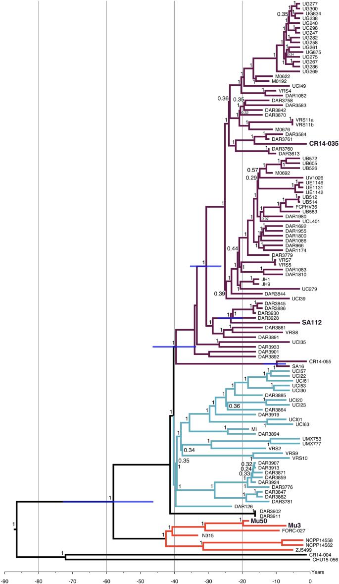 The molecular and genetic differences: Staphylococcus aureus vs MRSA -  BioLabTests