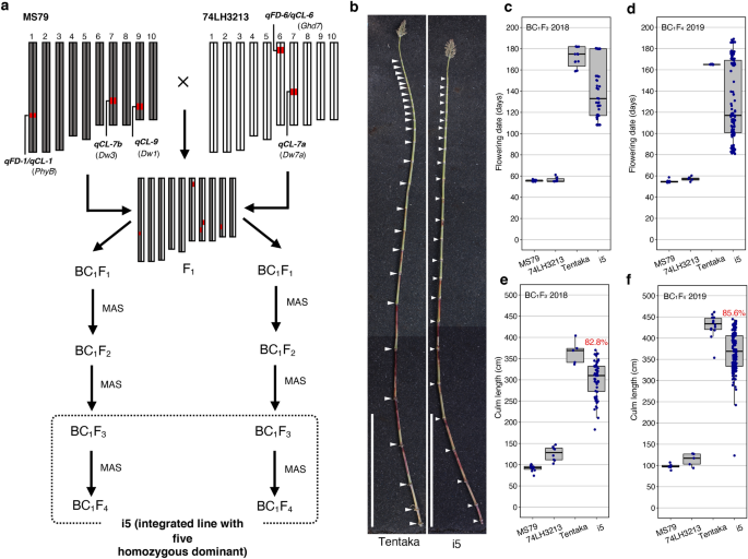 The Dominance Model For Heterosis Explains Culm Length Genetics In A Hybrid Sorghum Variety Scientific Reports
