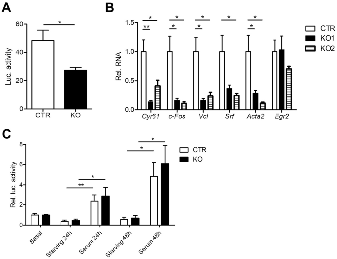Cyclase Associated Protein 2 Cap2 Controls Mrtf A Localization And Srf Activity In Mouse Embryonic Fibroblasts Scientific Reports