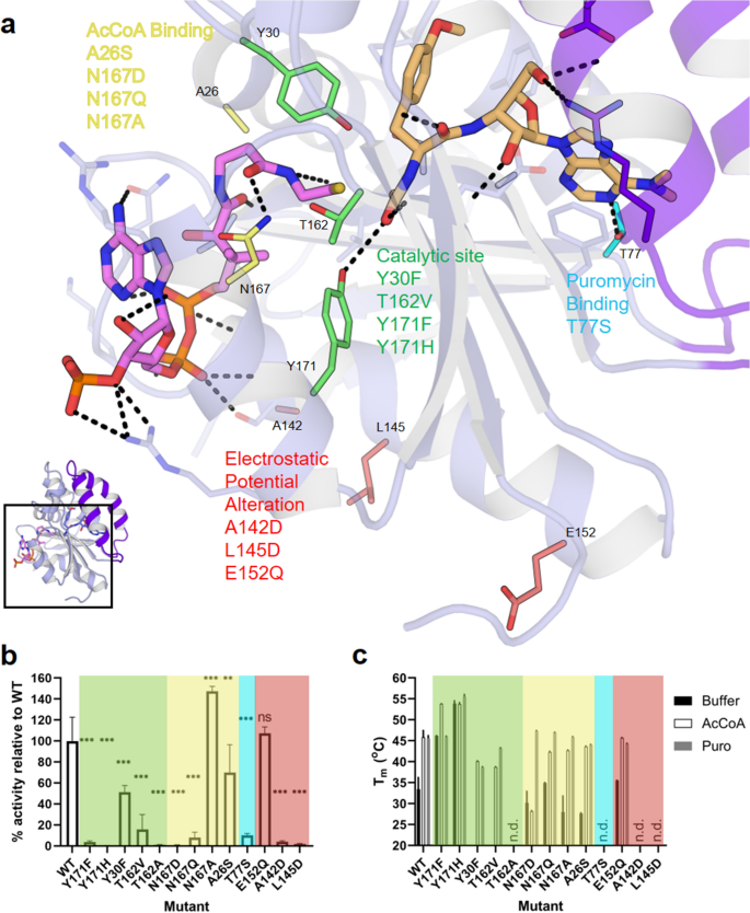 Structure-guided selection of puromycin N-acetyltransferase mutants with  enhanced selection stringency for deriving mammalian cell lines expressing  recombinant proteins | Scientific Reports
