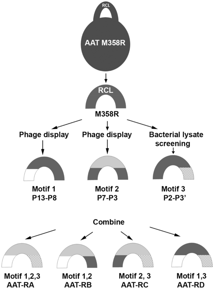 Identification of an alpha-1 antitrypsin variant with enhanced specificity  for factor XIa by phage display, bacterial expression, and combinatorial  mutagenesis | Scientific Reports