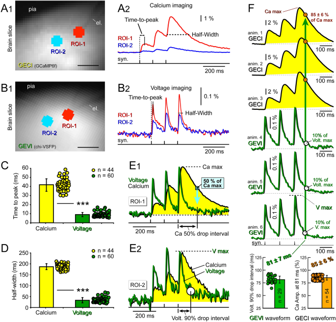 Population imaging discrepancies between a genetically-encoded calcium  indicator (GECI) versus a genetically-encoded voltage indicator (GEVI) |  Scientific Reports