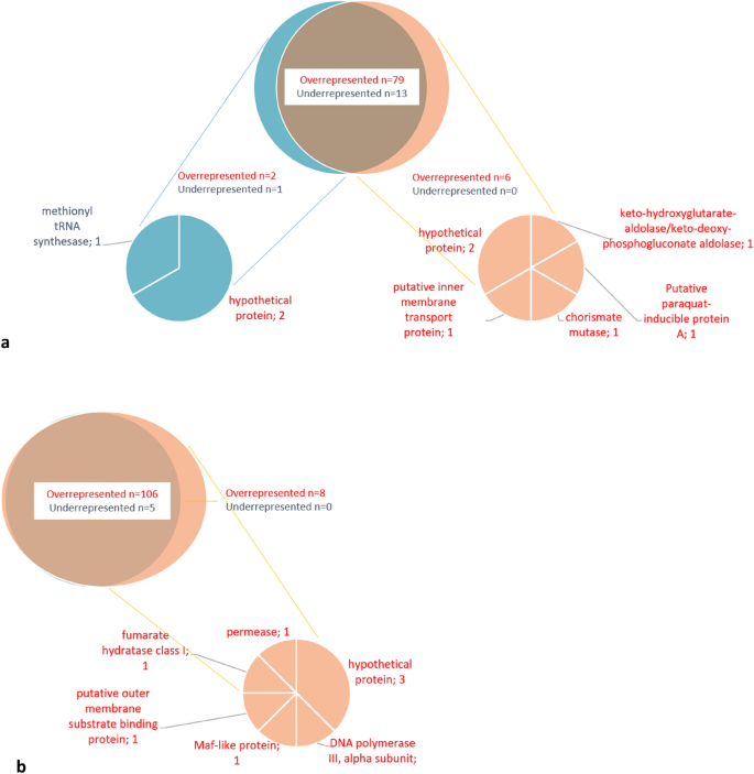Genome Wide Methylome Analysis Of Two Strains Belonging To The Hypervirulent Neisseria Meningitidis Serogroup W St 11 Clonal Complex Scientific Reports