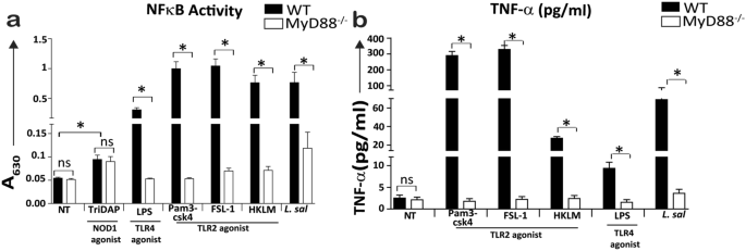 Macrophage Cytokine Responses To Commensal Gram Positive Lactobacillus Salivarius Strains Are Tlr2 Independent And Myd88 Dependent Scientific Reports