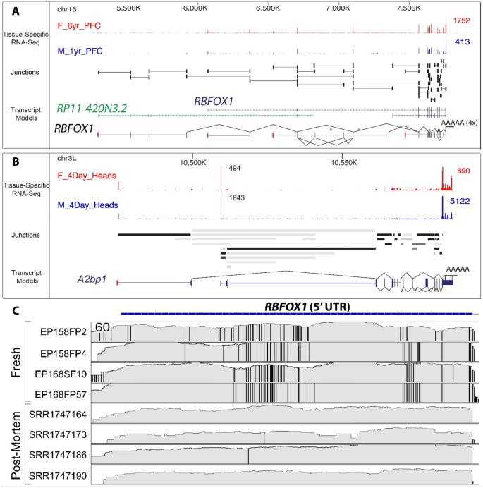 Selective Time Dependent Changes In Activity And Cell Specific Gene Expression In Human Postmortem Brain Scientific Reports