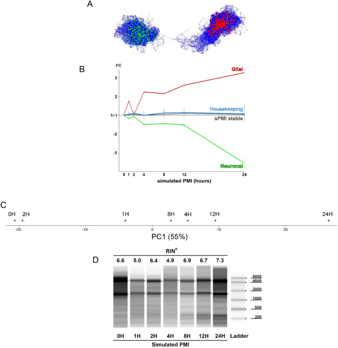 Selective time-dependent changes in activity and cell-specific 