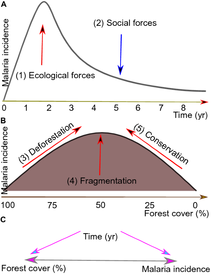 Malaria transmission in landscapes with varying deforestation levels and  timelines in the Amazon: a longitudinal spatiotemporal study | Scientific  Reports