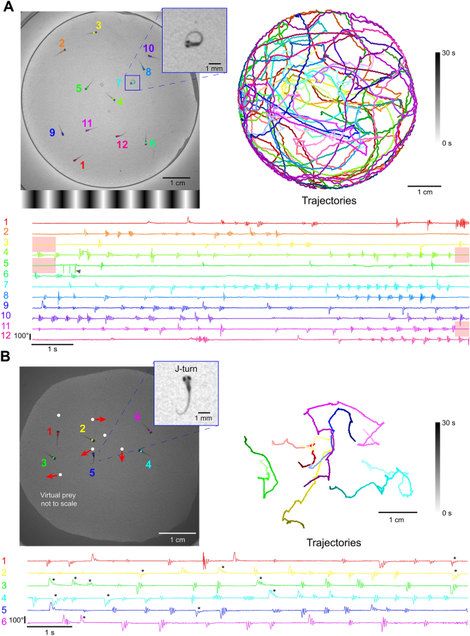 BonZeb: open-source, modular software tools for high-resolution zebrafish  tracking and analysis