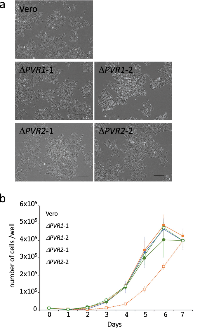 Poliovirus Nonsusceptible Vero Cell Line For The World Health Organization Global Action Plan Scientific Reports