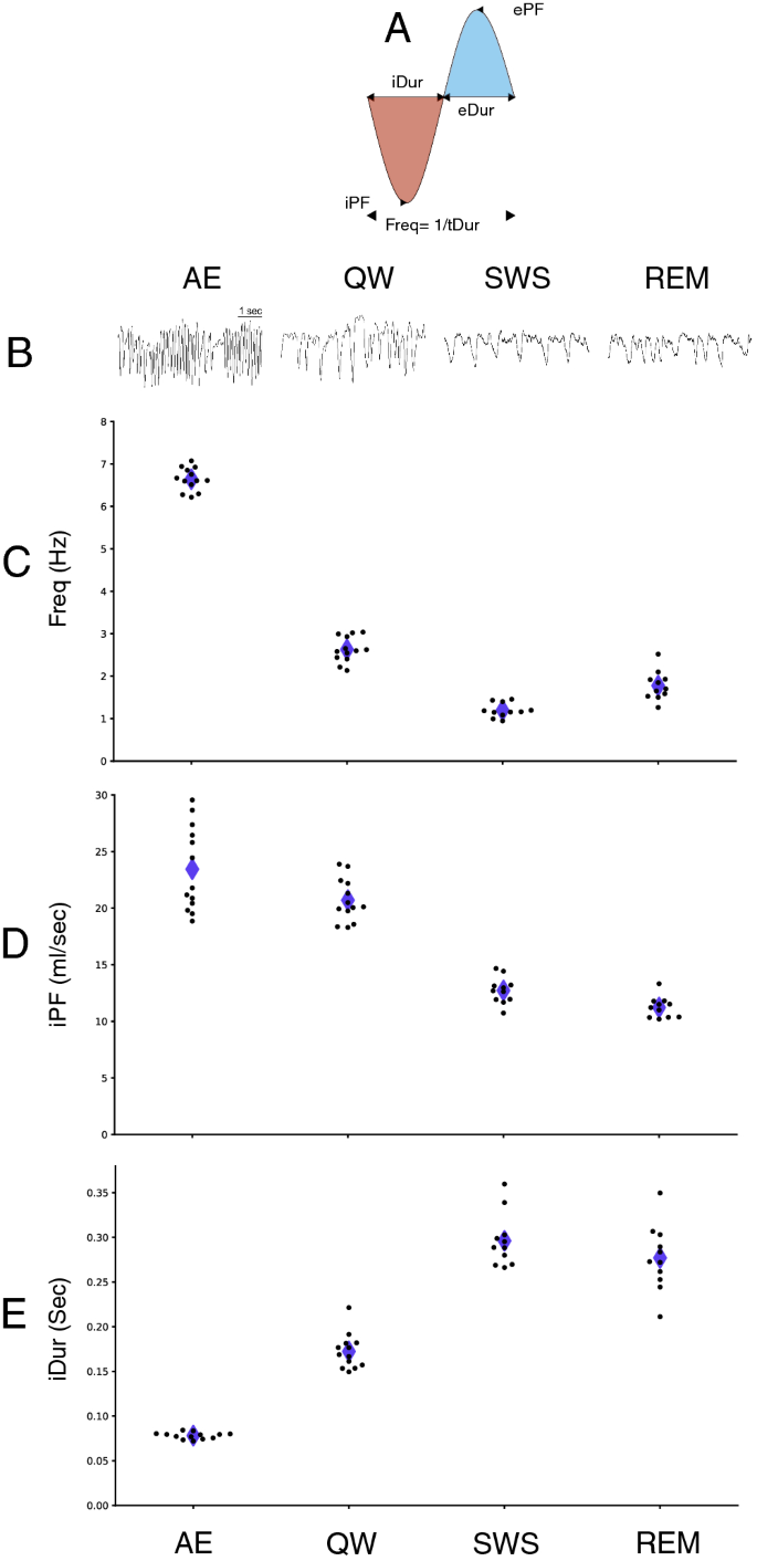 The Deep And Slow Breathing Characterizing Rest Favors Brain Respiratory Drive Scientific Reports