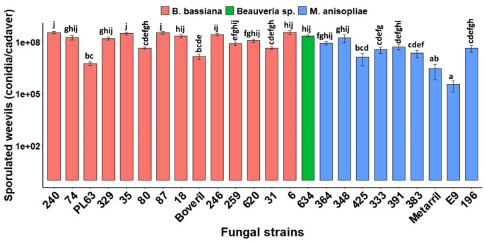 Entomopathogenic Fungi As The Microbial Frontline Against The Alien Eucalyptus Pest Gonipterus Platensis In Brazil Scientific Reports