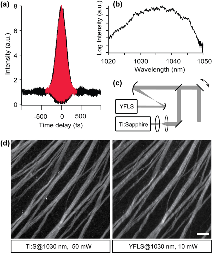 High-pulse-energy multiphoton imaging of neurons and oligodendrocytes in  deep murine brain with a fiber laser | Scientific Reports