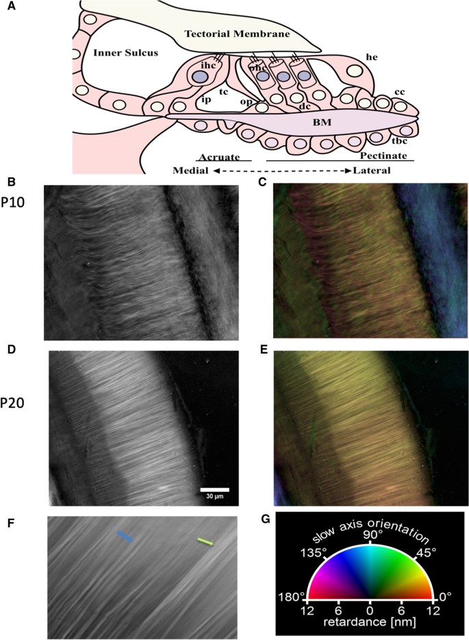 basilar membrane hair cells