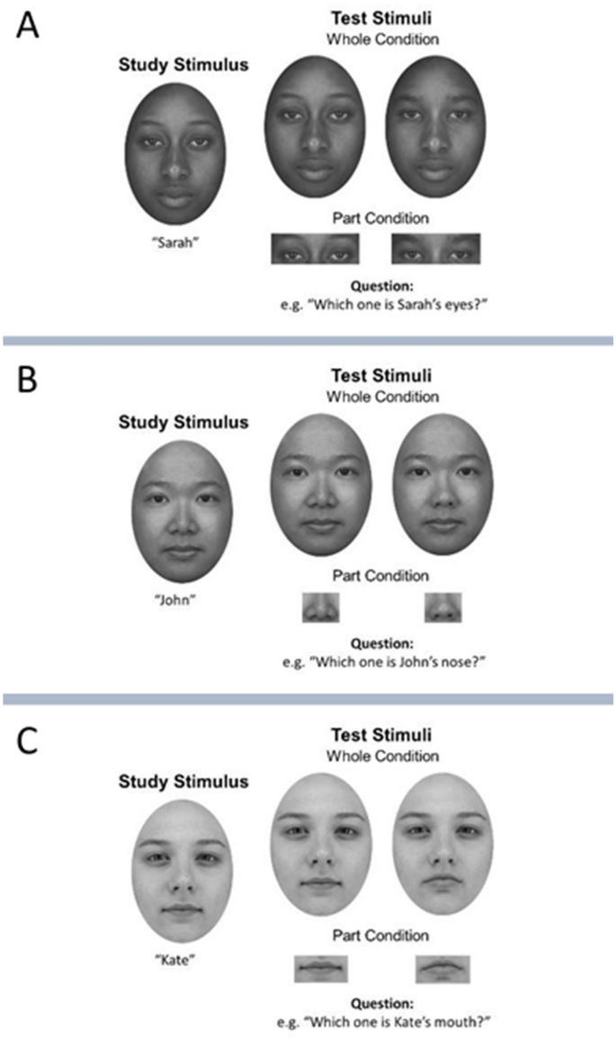 The other-race effect and holistic processing across racial groups |  Scientific Reports