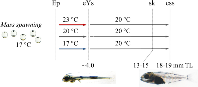 long lasting effects of early temperature exposure on the swimming performance and skeleton development of metamorphosing gilthead seabream sparus aurata l larvae scientific reports