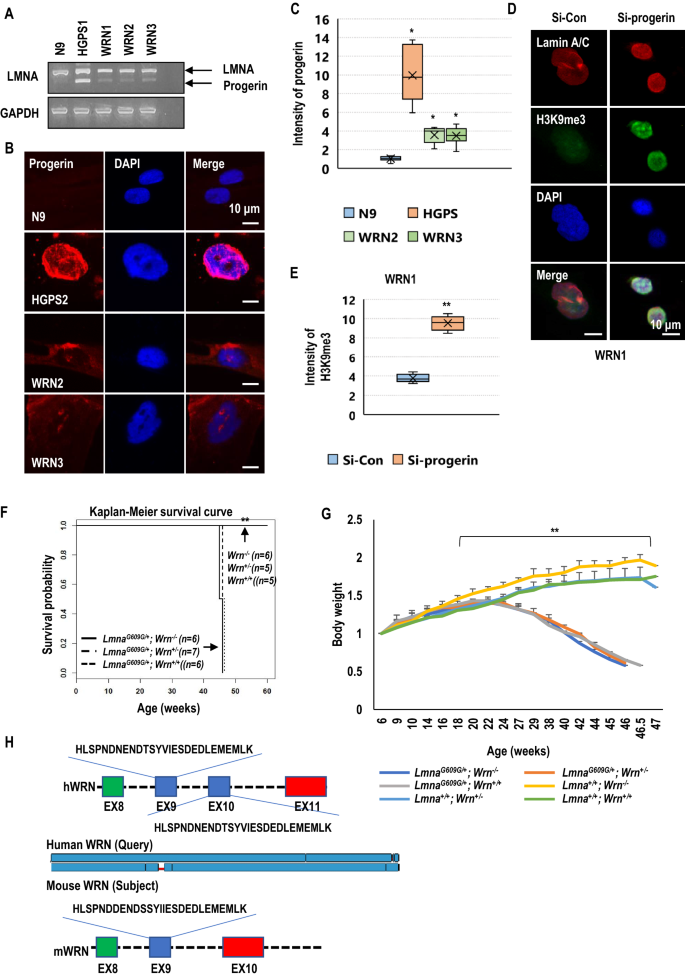 human wrn is an intrinsic inhibitor of progerin abnormal splicing product of lamin a scientific reports