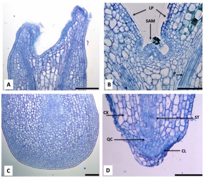 Osmotic Stress Induced Somatic Embryo Maturation Of Coffee Coffea Arabica L Shoot And Root Apical Meristems Development And Robustness Scientific Reports