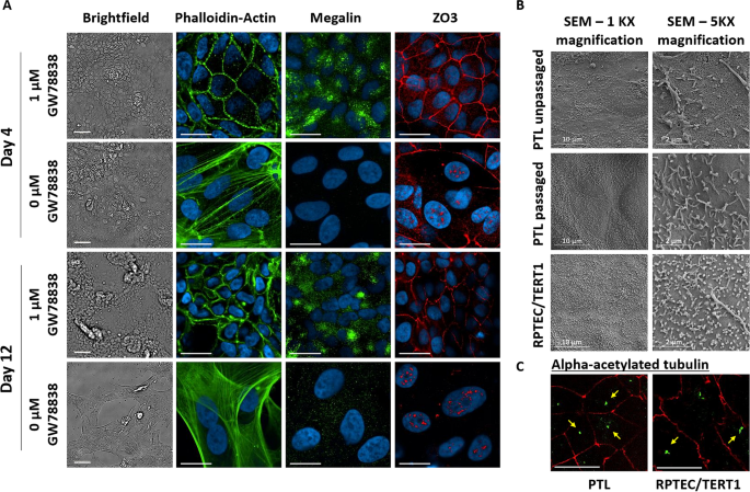 Generation and characterization of iPSC-derived renal proximal tubule-like  cells with extended stability | Scientific Reports