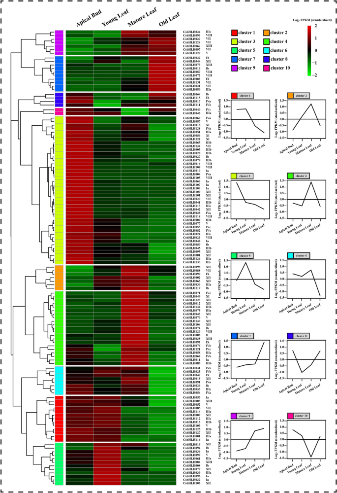 Figure A6: Trichome cluster phenotype of the Arabidopsis elch mutant.