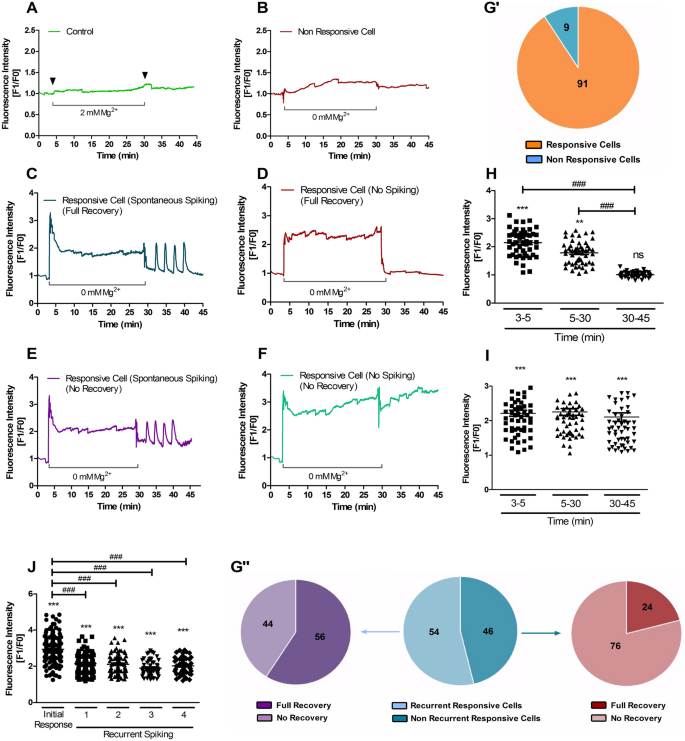 Transient incubation of cultured hippocampal neurons in the absence of  magnesium induces rhythmic and synchronized epileptiform-like activity |  Scientific Reports