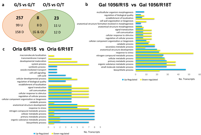 Rootstock Effects On Scion Gene Expression In Maritime Pine Scientific Reports Rootstock Effects On Scion Gene Expression In Maritime Pine Scientific Reports
