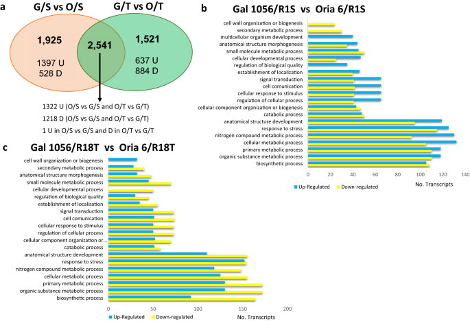 Rootstock Effects On Scion Gene Expression In Maritime Pine Scientific Reports Rootstock Effects On Scion Gene Expression In Maritime Pine Scientific Reports