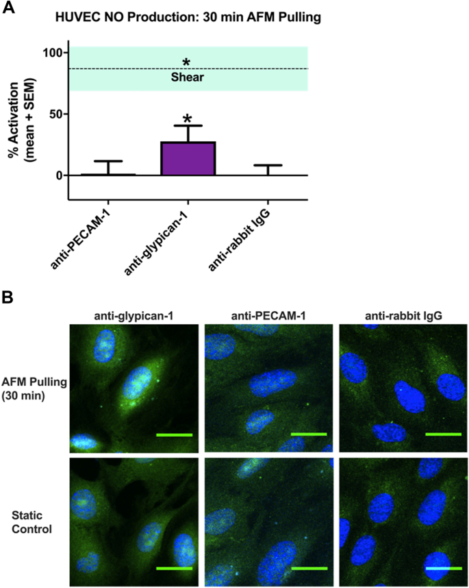 Heparan sulfate proteoglycan glypican-1 and PECAM-1 cooperate in  shear-induced endothelial nitric oxide production | Scientific Reports