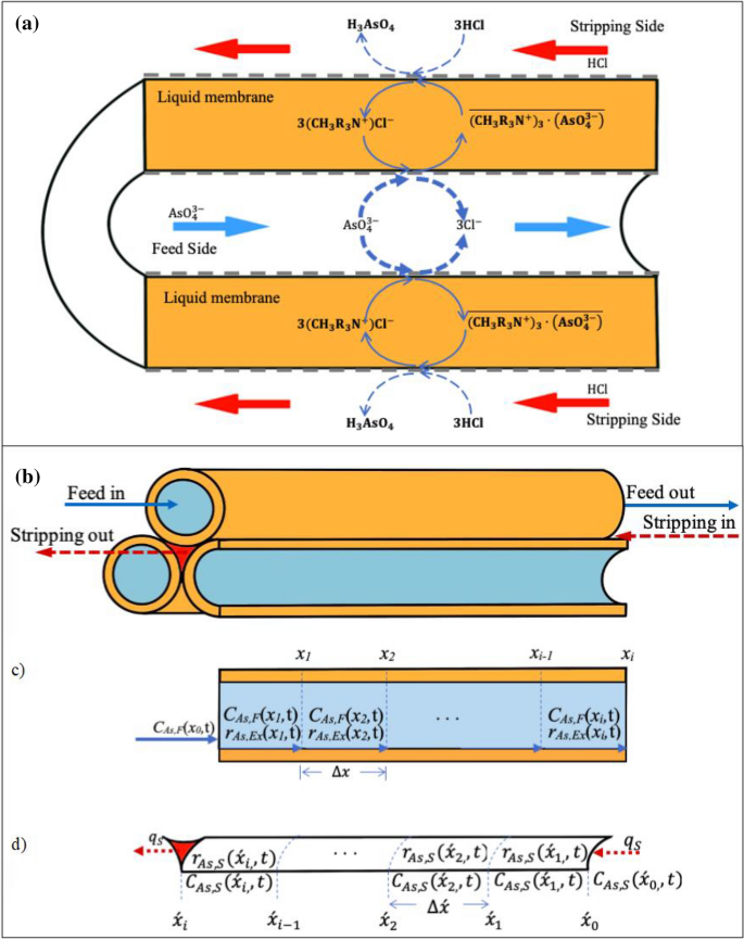 The Elimination Of Trace Arsenic Via Hollow Fiber Supported Liquid Membrane Experiment And Mathematical Model Scientific Reports The Elimination Of Trace Arsenic Via Hollow Fiber Supported Liquid Membrane Experiment And Mathematical Model Scientific Reports