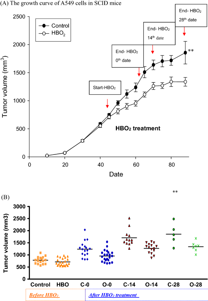 Hyperbaric Oxygen Suppressed Tumor Progression Through The Improvement Of  Tumor Hypoxia And Induction Of Tumor Apoptosis In A549-Cell-Transferred  Lung Cancer | Scientific Reports