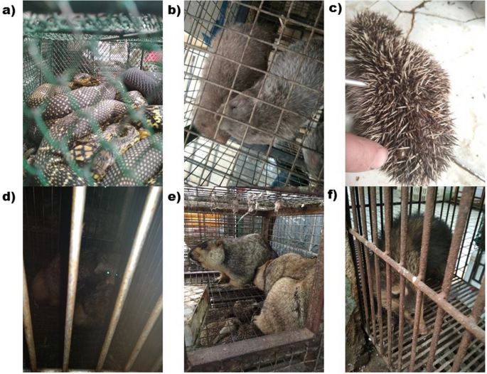Animal sales from Wuhan wet markets immediately prior to the COVID-19  pandemic | Scientific Reports