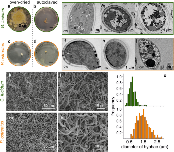 Advanced Mycelium Materials As Potential Self Growing Biomedical Scaffolds Scientific Reports