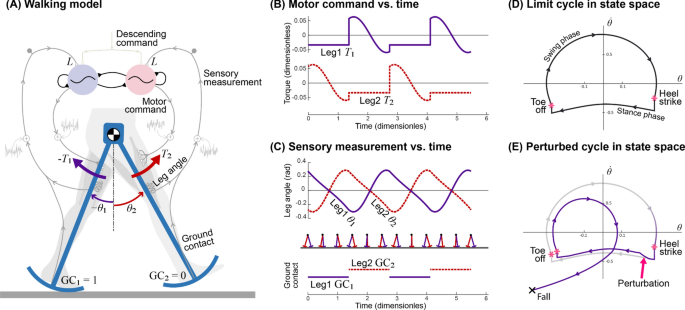 An optimality principle for locomotor central pattern generators |  Scientific Reports