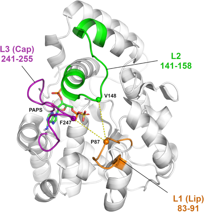 Insights Into The Substrate Binding Mechanism Of Sult1a1 Through Molecular Dynamics With Excited Normal Modes Simulations Scientific Reports Insights Into The Substrate Binding Mechanism Of Sult1a1 Through Molecular Dynamics With Excited Normal Modes Simulations Scientific Reports