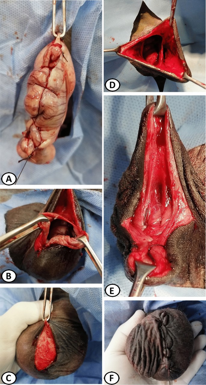 castration Evaluation of the subcapsular technique for primary closure castration in  donkeys (Equus asinus) | Scientific Reports