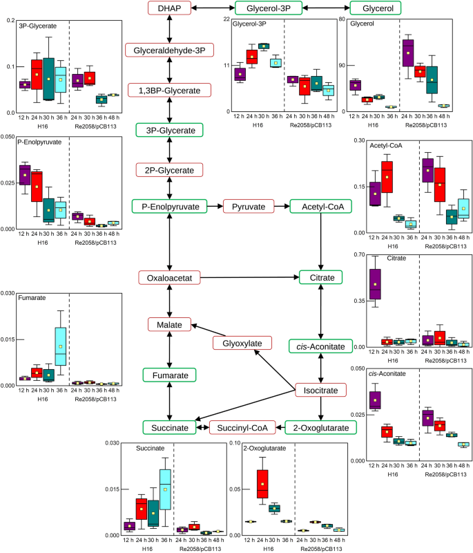 Untargeted metabolomics analysis of Ralstonia eutropha during plant oil  cultivations reveals the presence of a fucose salvage pathway | Scientific  Reports