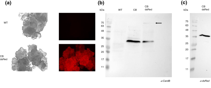 Tobacco BY2 cells expressing recombinant cardosin B as an alternative for  production of active milk clotting enzymes