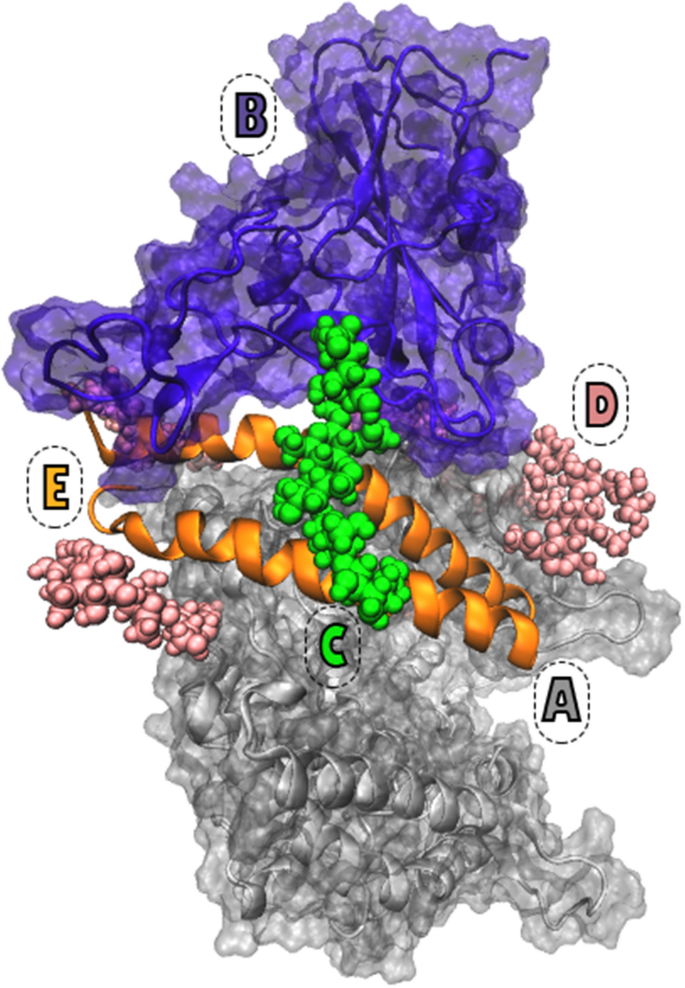 S494 O Glycosylation Site On The Sars Cov 2 Rbd Affects The Virus Affinity To Ace2 And Its Infectivity A Molecular Dynamics Study Scientific Reports S494 O Glycosylation Site On The Sars Cov 2 Rbd Affects The Virus Affinity To Ace2 And Its Infectivity A Molecular Dynamics Study Scientific Reports