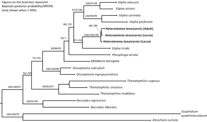 Description of larval morphology and phylogenetic relationships of