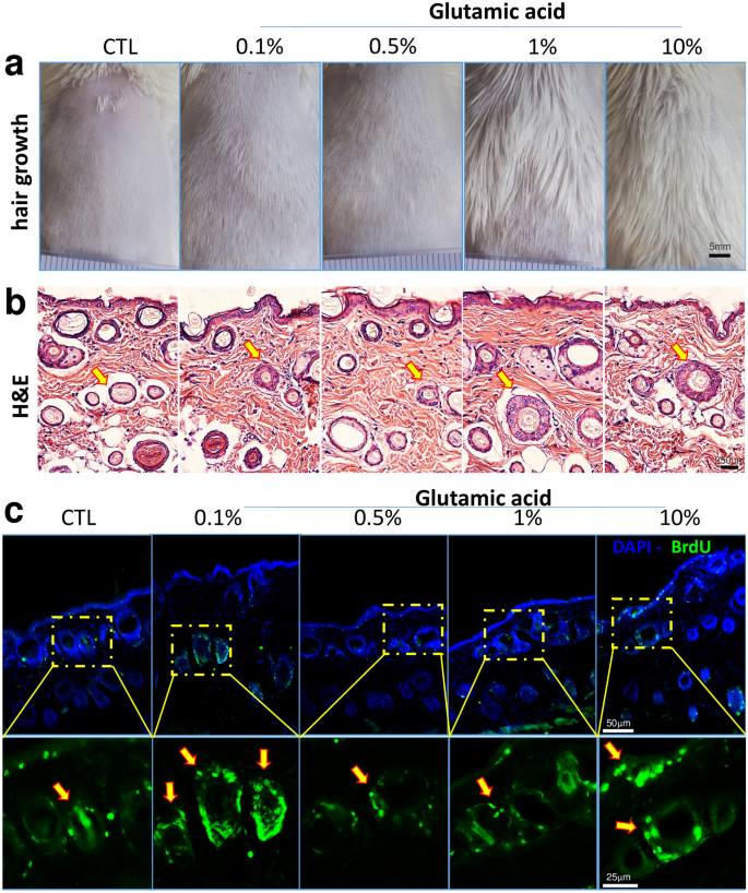 Glutamic acid promotes hair growth in mice | Scientific Reports