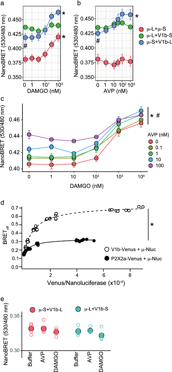 Agonist Dependency Of The Second Phase Access Of B Arrestin 2 To The Heteromeric µ V1b Receptor Scientific Reports