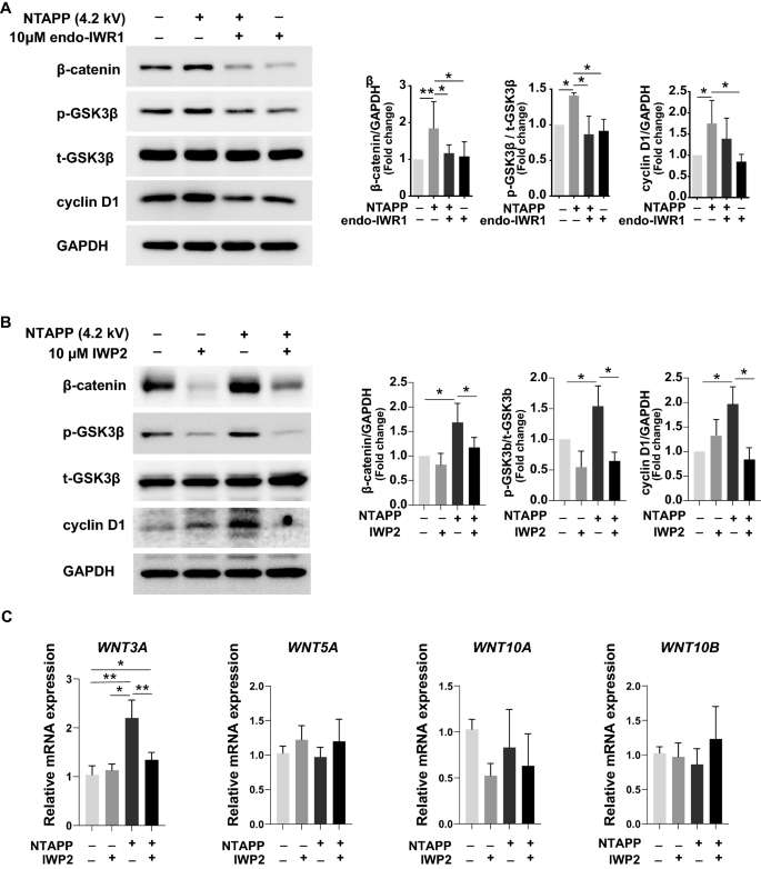 ghk-cu wnt beta-catenin hair growth Non-thermal atmospheric pressure plasma activates Wnt/β-catenin signaling in dermal papilla cells