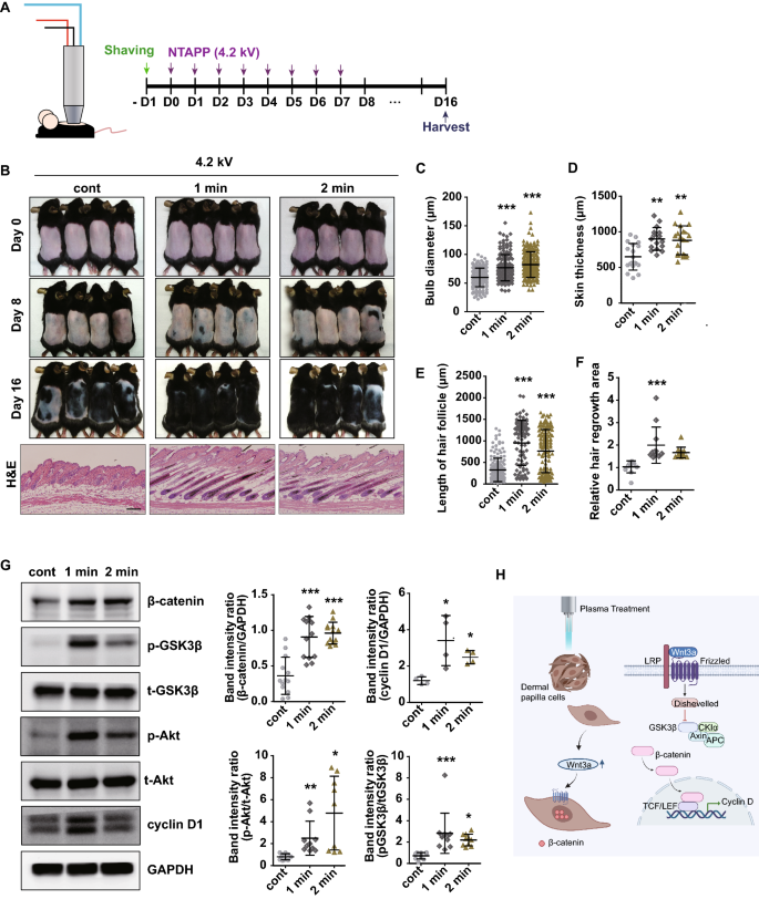 Non-thermal atmospheric pressure plasma activates Wnt/-catenin signaling  in dermal papilla cells | Scientific Reports