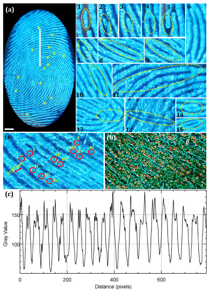 Aggregation induced emission based active conjugated imidazole luminogens  for visualization of latent fingerprints and multiple anticounterfeiting  applications