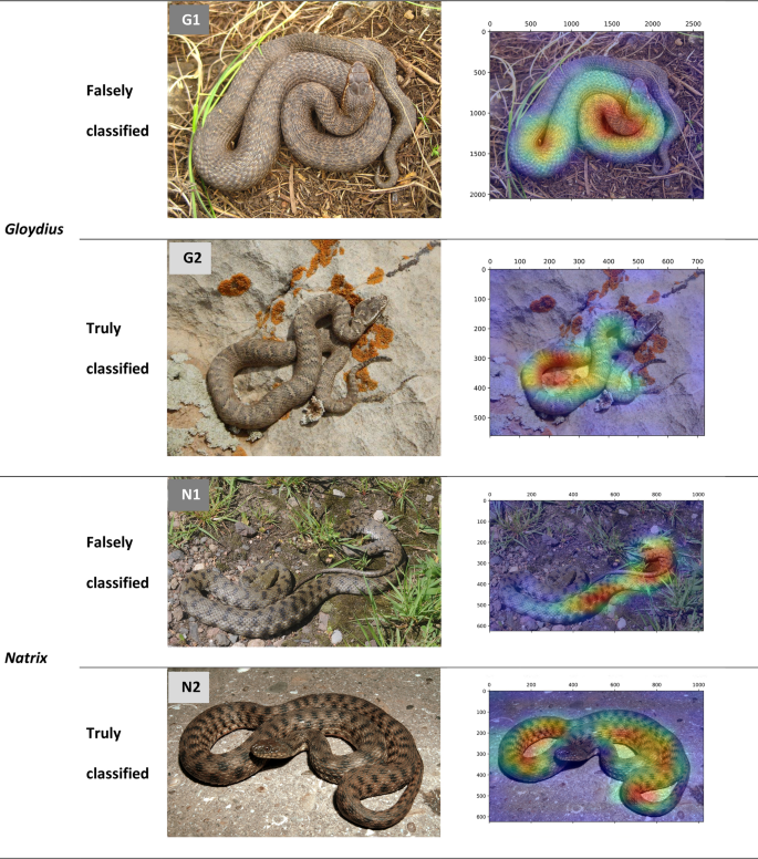 Scientists make 'rare' new identification of snake family