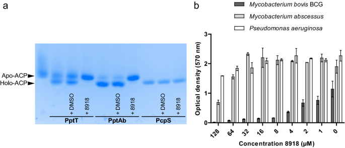 Phosphopantetheinyl Transferase Binding And Inhibition By Amidino Urea And Hydroxypyrimidinethione Compounds Scientific Reports Phosphopantetheinyl Transferase Binding And Inhibition By Amidino Urea And Hydroxypyrimidinethione Compounds Scientific Reports