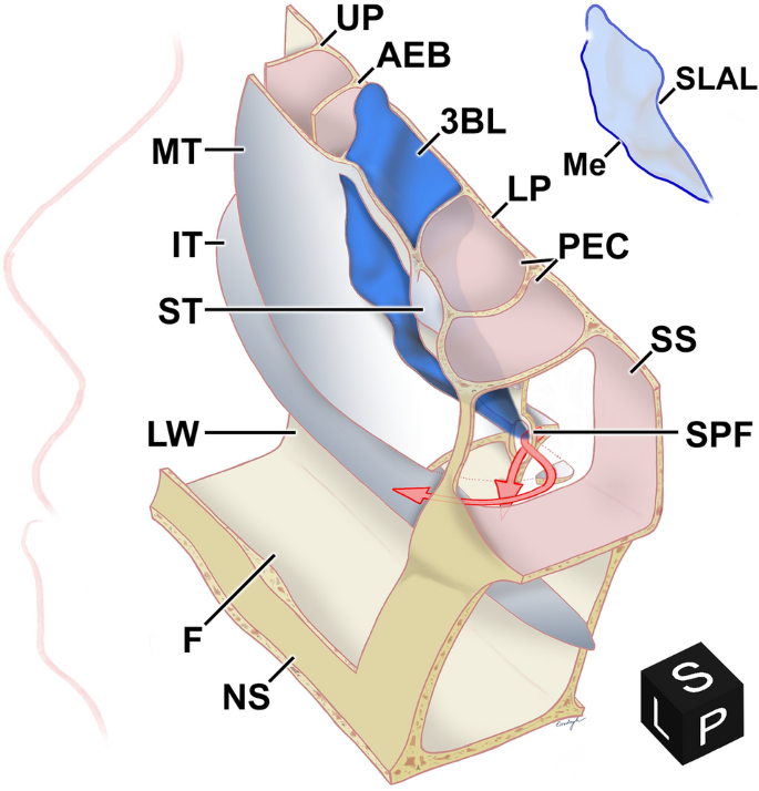 Three Dimensional Structure Of The Basal Lamella Of The Middle Turbinate Scientific Reports