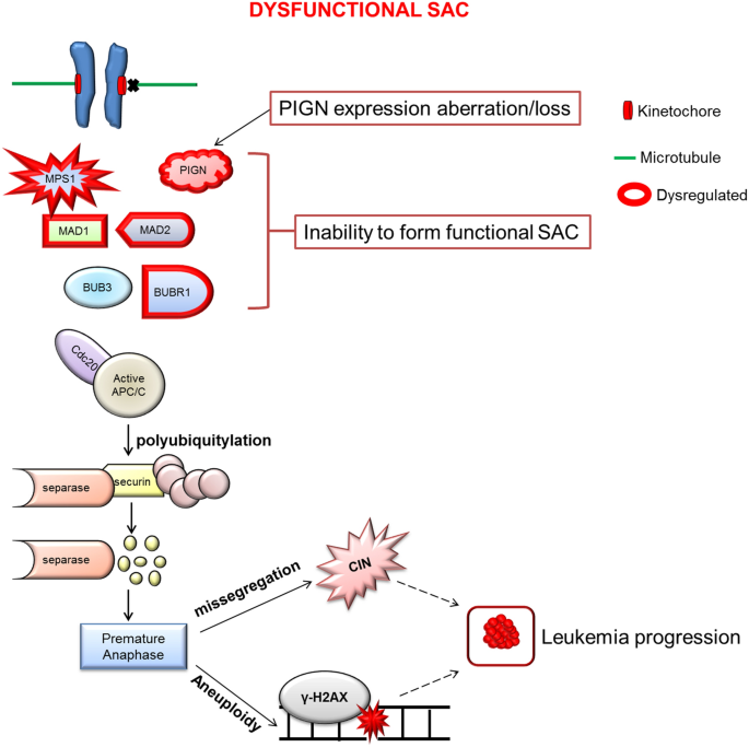 PIGN spatiotemporally regulates the spindle assembly checkpoint proteins in  leukemia transformation and progression | Scientific Reports